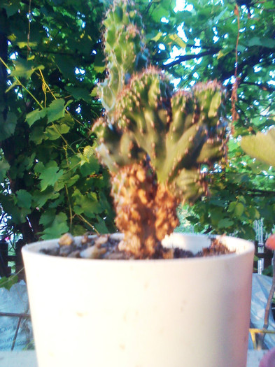 P120701007 - cactusi 2012