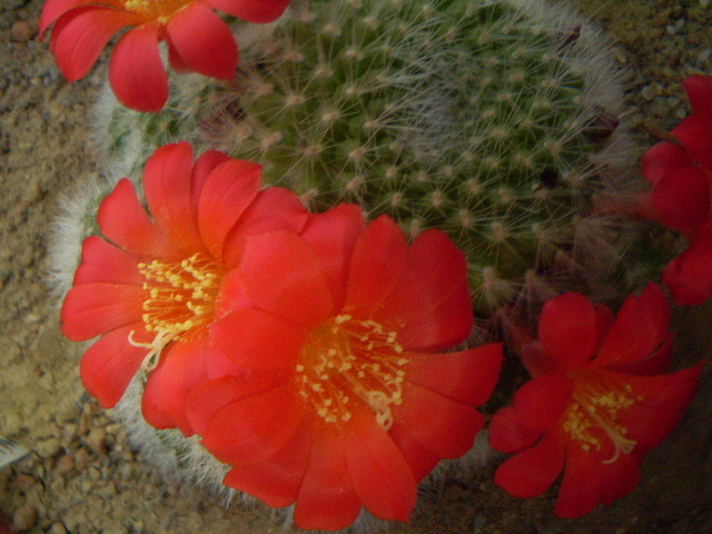 Rebutia tarvitaensis - Rebutia 2012