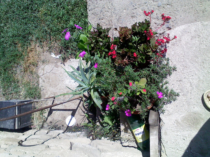 IMG00676