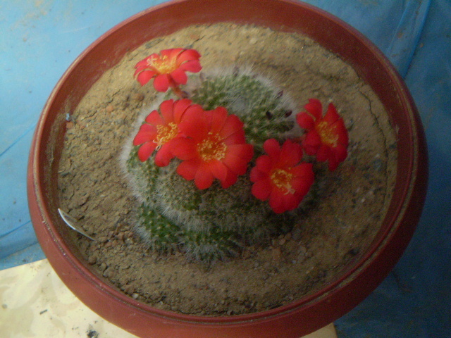 Rebutia tarvitaensis - Rebutia 2012