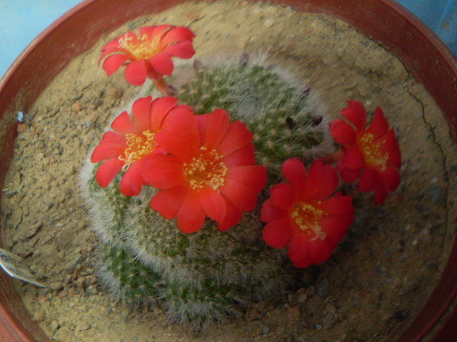 Rebutia tarvitaensis - Rebutia 2012