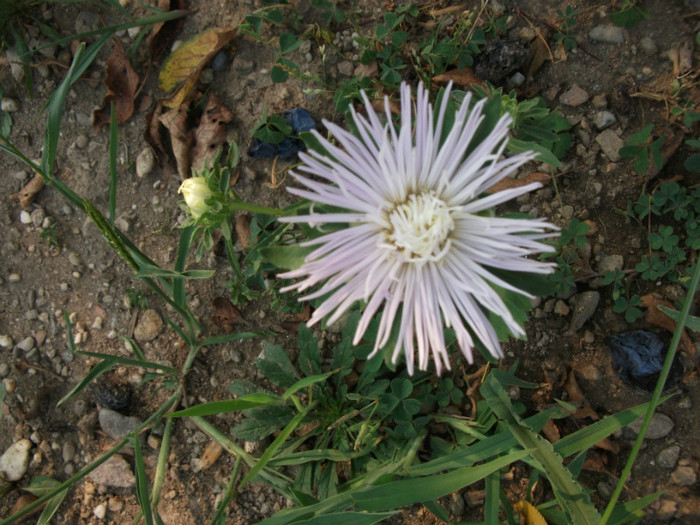 Picture 226 - Flori de vara