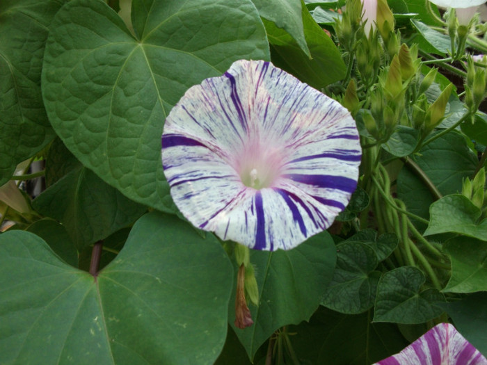 Picture 220 - Flori de vara