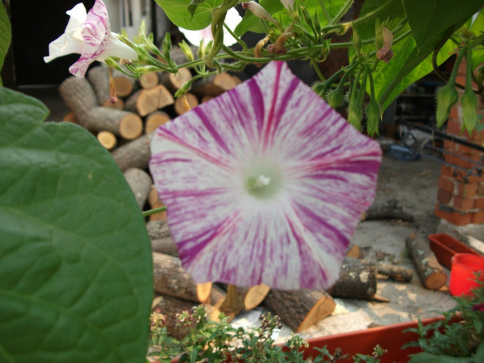 Picture 222 - Flori de vara