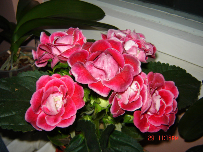 DSC03947 - FLORI 2012