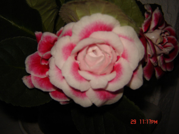 DSC03950 - FLORI 2012