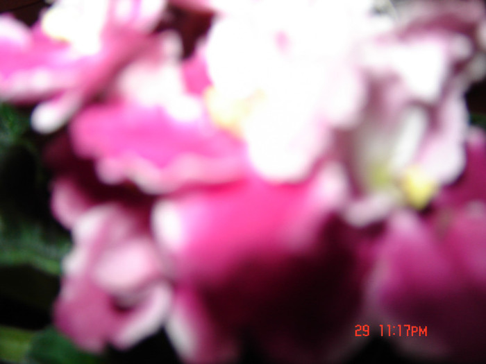 DSC03951 - FLORI 2012