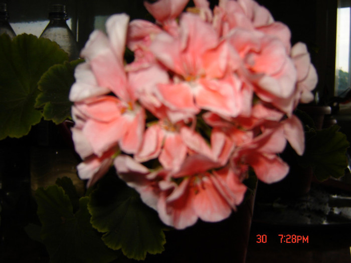 DSC03953
