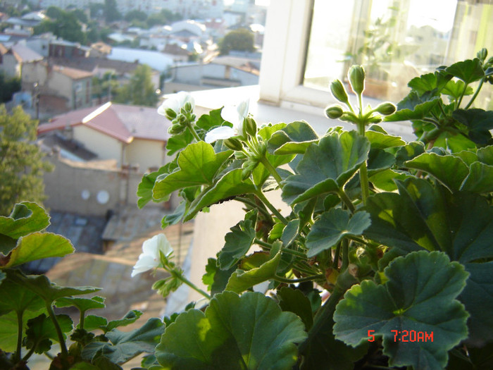 DSC03956