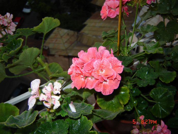 DSC03958