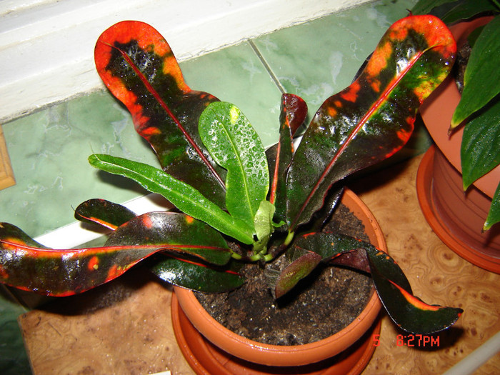 DSC03960 - FLORI 2012