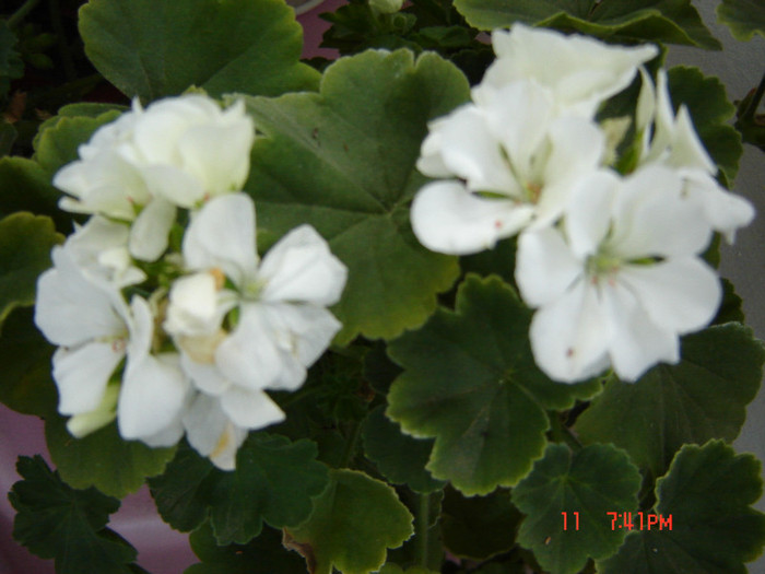 DSC03965 - FLORI 2012