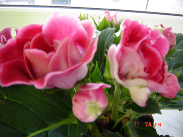 DSC03966 - FLORI 2012