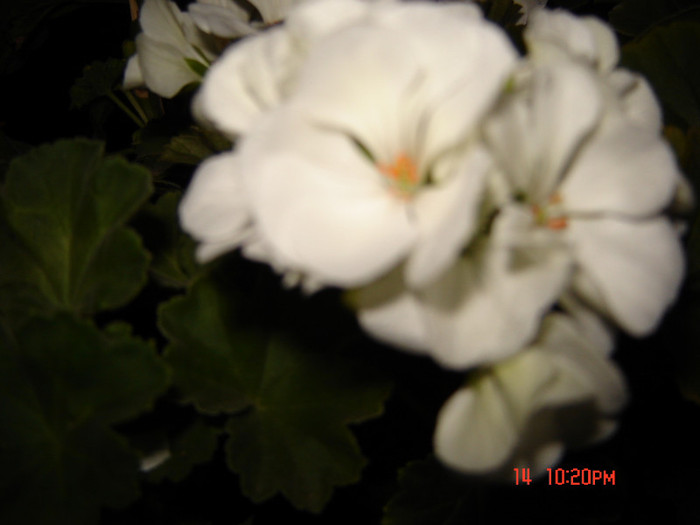 DSC03968