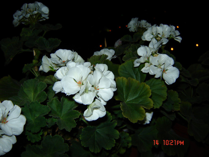 DSC03970 - FLORI 2012