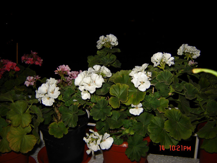 DSC03972 - FLORI 2012