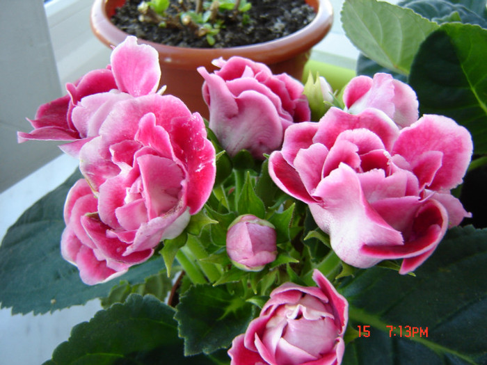DSC03973 - FLORI 2012