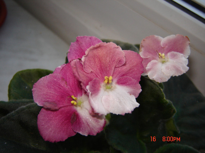 DSC03978 - FLORI 2012