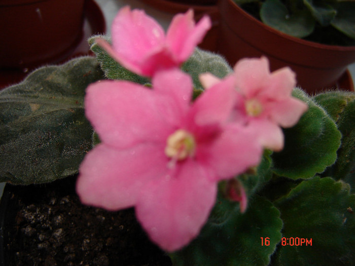 DSC03979 - FLORI 2012