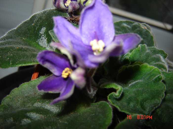 DSC03981 - FLORI 2012