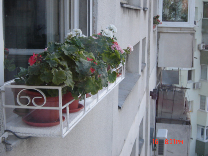 DSC03982 - FLORI 2012
