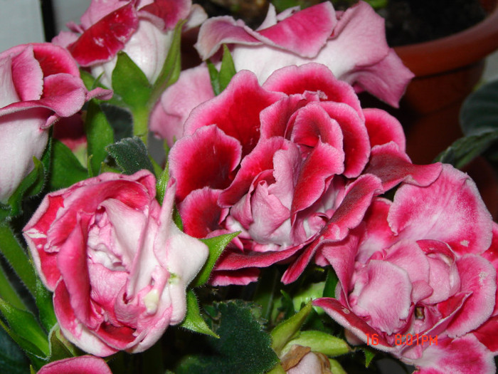 DSC03984 - FLORI 2012