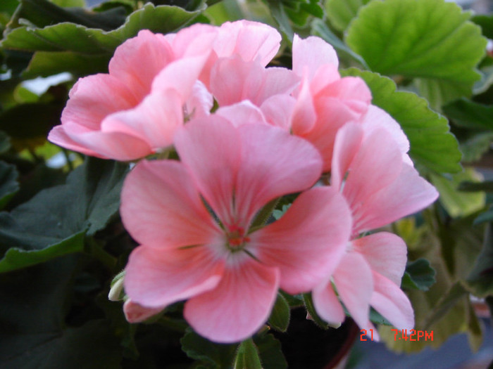 DSC03989 - FLORI 2012