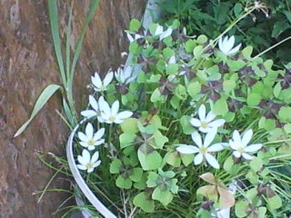 amestecati cu oxalis Iron Cross - zephyranthes