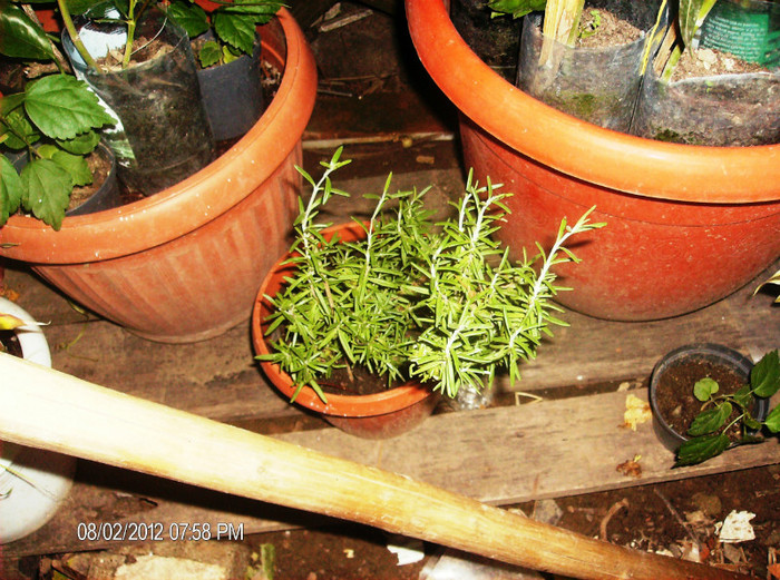 august 2012 102 - gradina august 2012