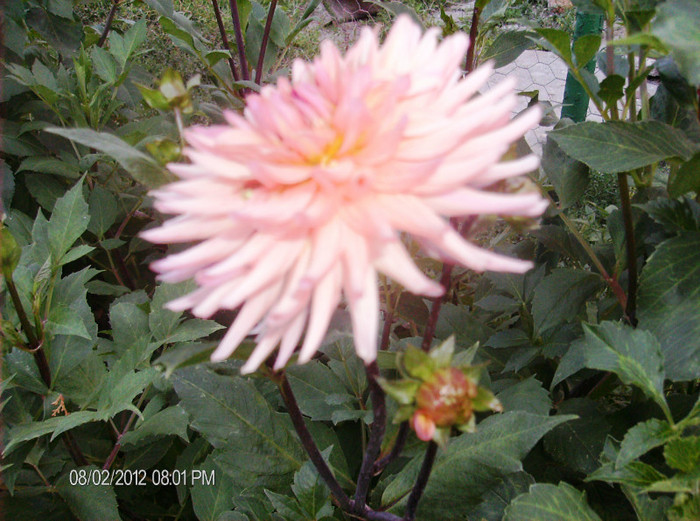 august 2012 107 - gradina august 2012