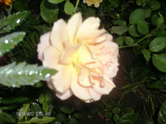 august 2012 161