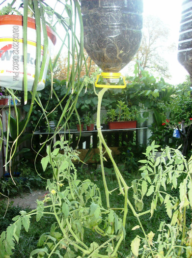 august 2012 tomate....este bine si asa!