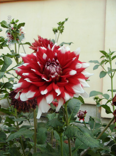 august 2012 181