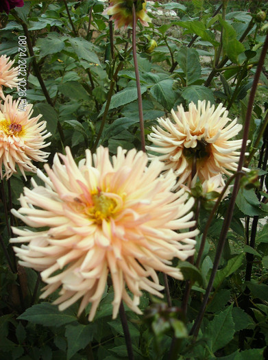 august 2012 182