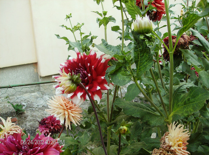 august 2012 186