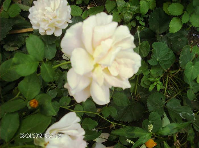 august 2012 199