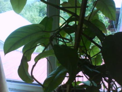  - philodendron erubescence gold