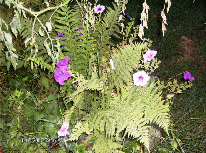 august 2012 085 - gradina august 2012