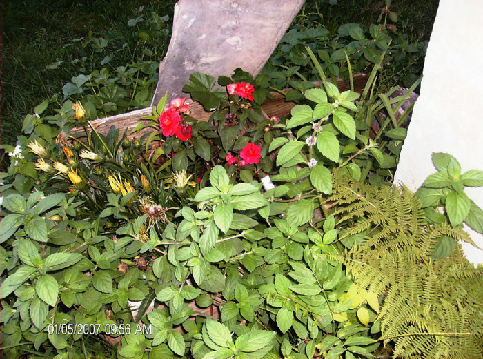 august 2012 086 - gradina august 2012