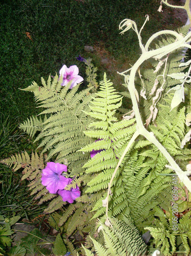 august 2012 087 - gradina august 2012