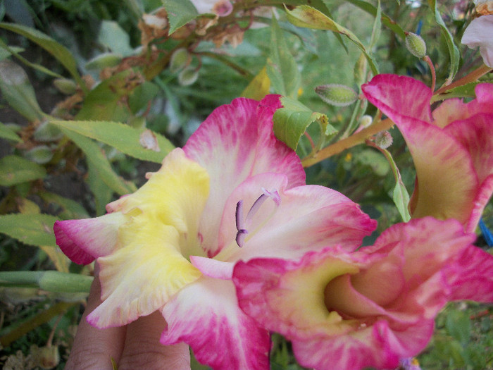 100_3477 - gladiole 2012