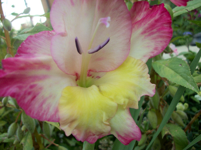 100_3480 - gladiole 2012