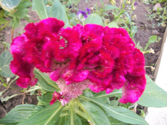 100_3472 - celosia 2012