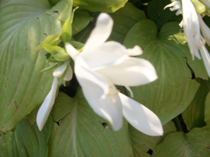 100_3507 - hosta 2012