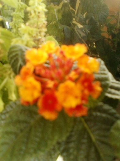 27 august 2012-flori 026