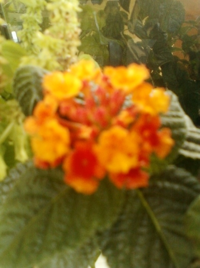 lantana camara