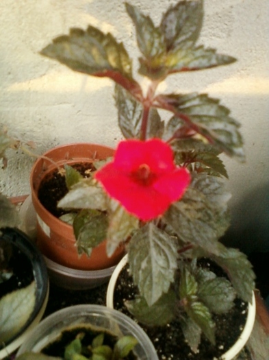 27 august 2012-flori 021