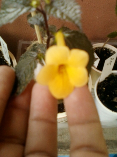 achi yellow beauty