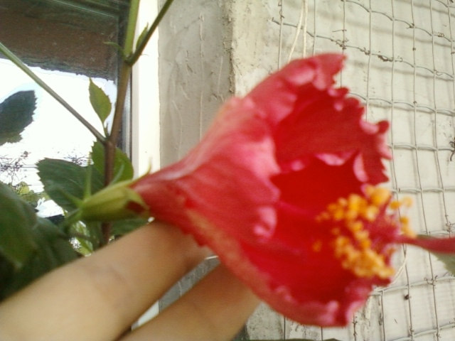 27 august 2012-flori 006 - hibiscus