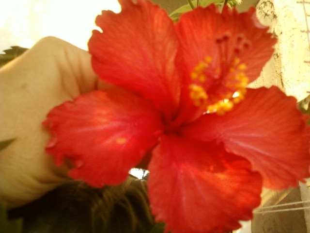 27 august 2012-flori 012 - hibiscus